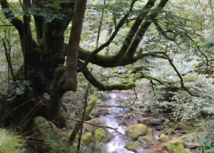 Apartman Domus Redes